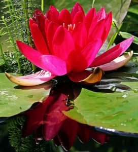 Pinke Wasserlilie für den Teich