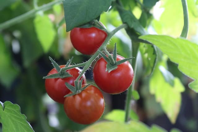 tomaten anbauen, worauf achten?